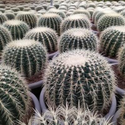 Cactus, Agaves, Aloes e piante grasse
