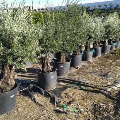 Olives, citrics, fruit plants
